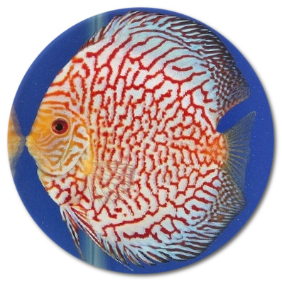 Red Stripe White Dragon Discus Fish 2-3 inch Red Stripe White Dragon Discus Fish 2-3 inch